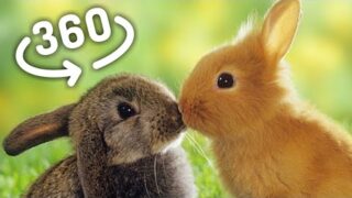 360 Video – The Bunny